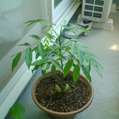 建物廻りの鉢植え